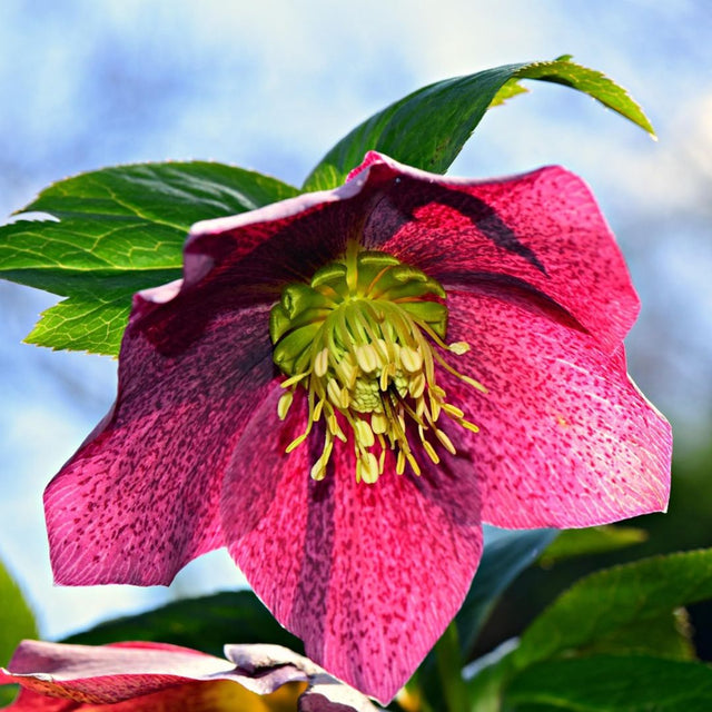 Hellebore