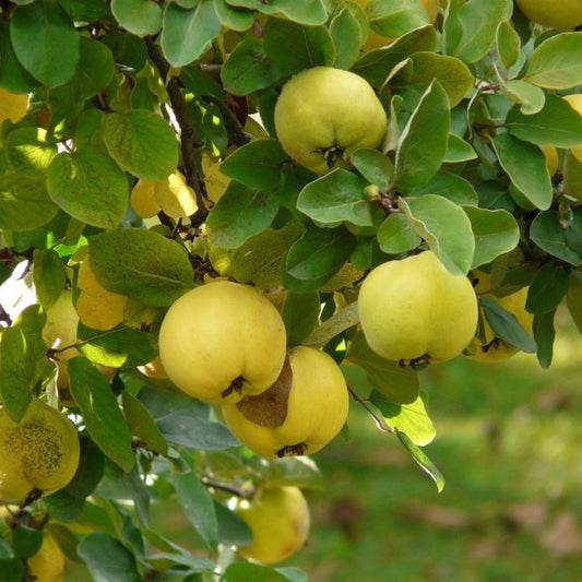 Quince tree