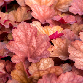 Red heuchera foliage