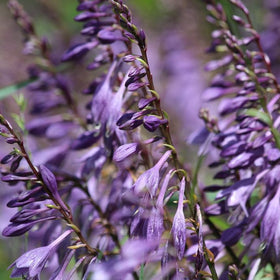 Hosta Flowers: Getting the Best Blooms