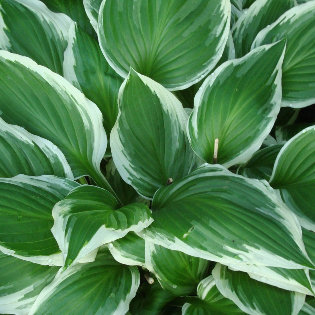hosta plant care