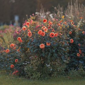 Orange dahlia flowers