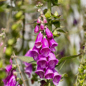 Magenta foxglove