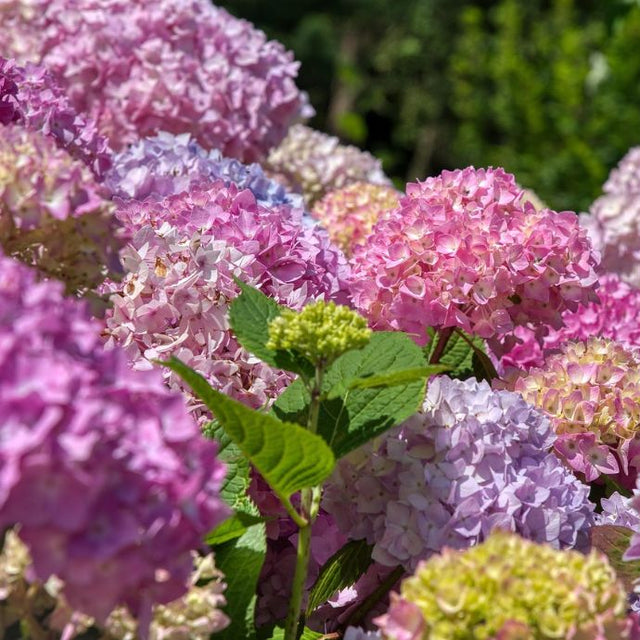Many hydrangea flowers