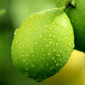Lime