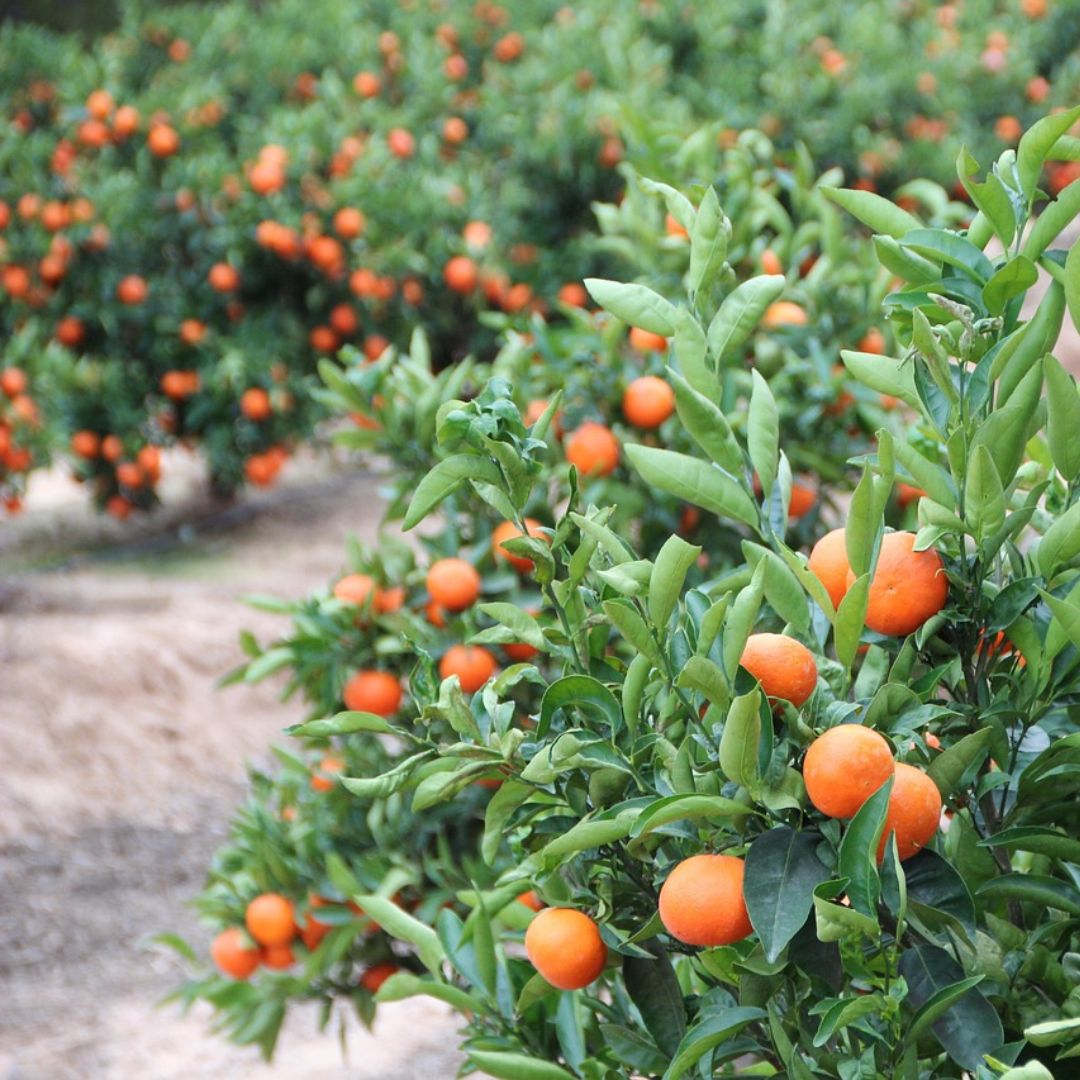 How to Grow an Orange Tree