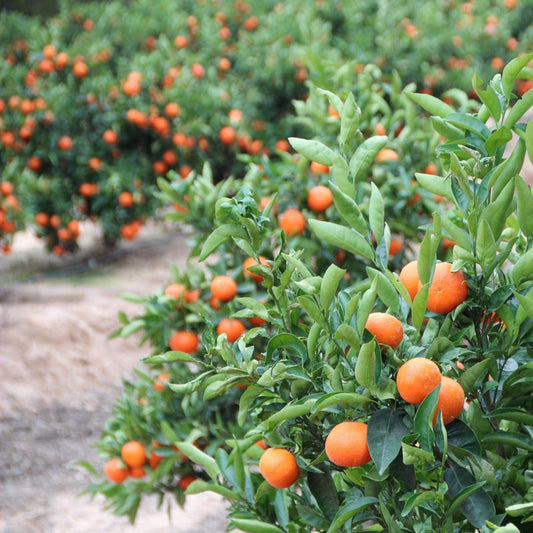 Oranges