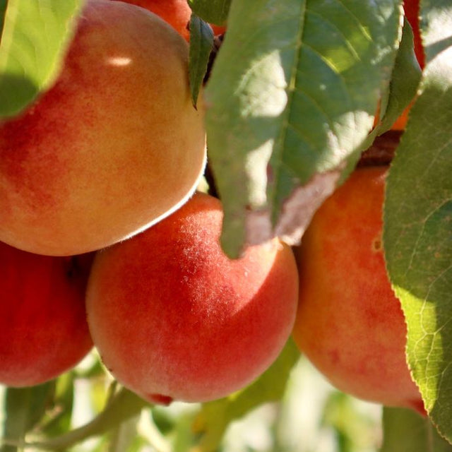 cluster of peaches on a branch