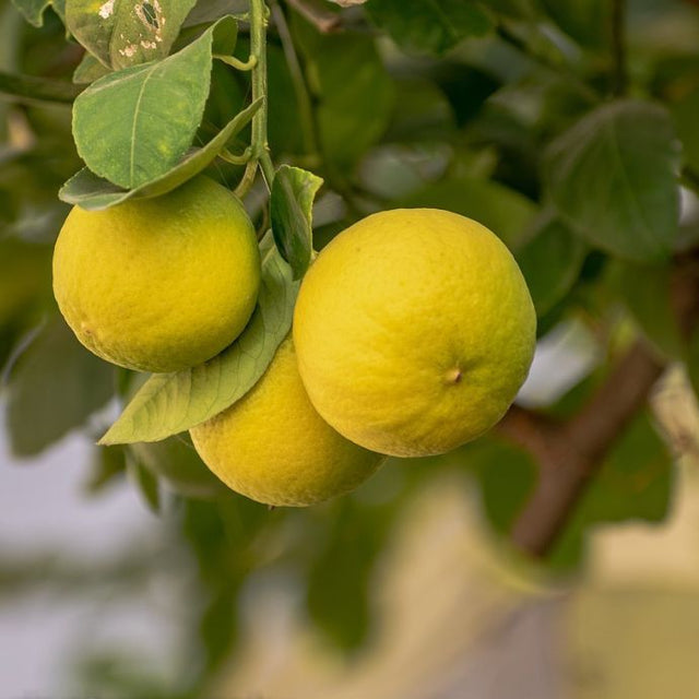 lemons on a branch