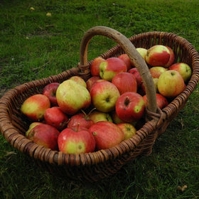 Trug full of apples