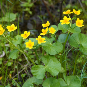 Marsh Marigold