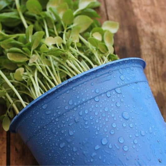 blue plant pot