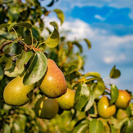 Pears on a tree in the sunshine