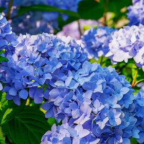 Blue hydrangea blooms