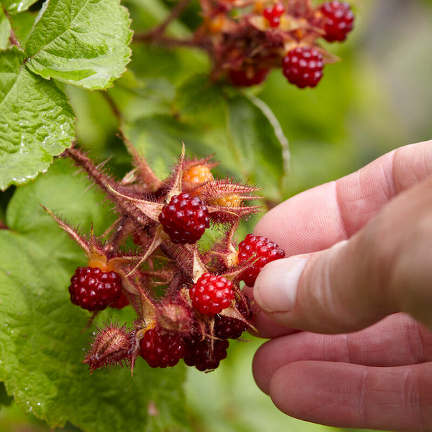 Japanese wineberry care guide