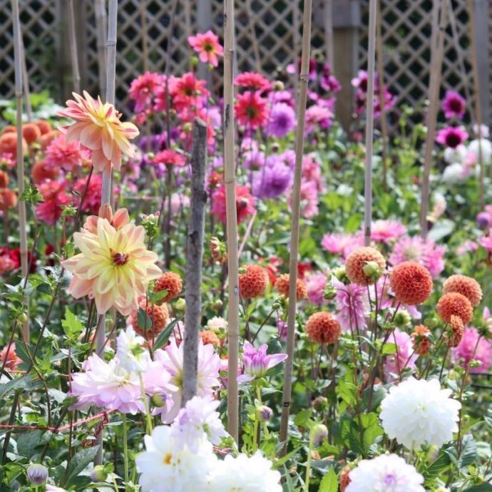 Jenny’s Dahlia Garden - September Garden of the Month