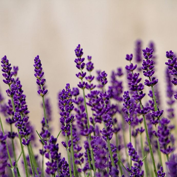 Lavender Not Flowering? Your Issues Solved