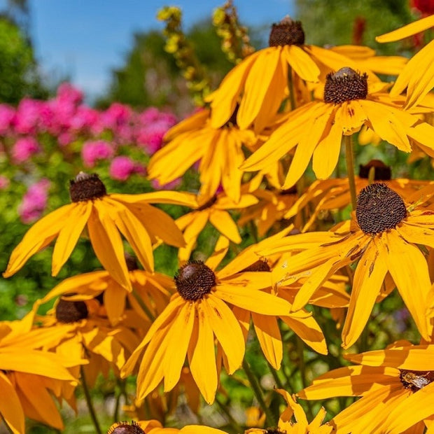 Long flowering perennials uk