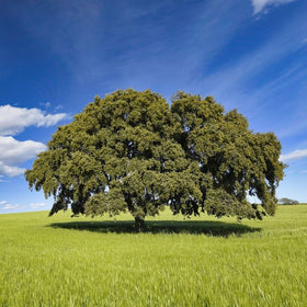 Oak tree in field