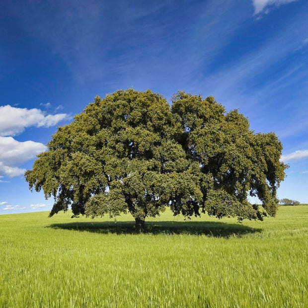 Oak tree in field