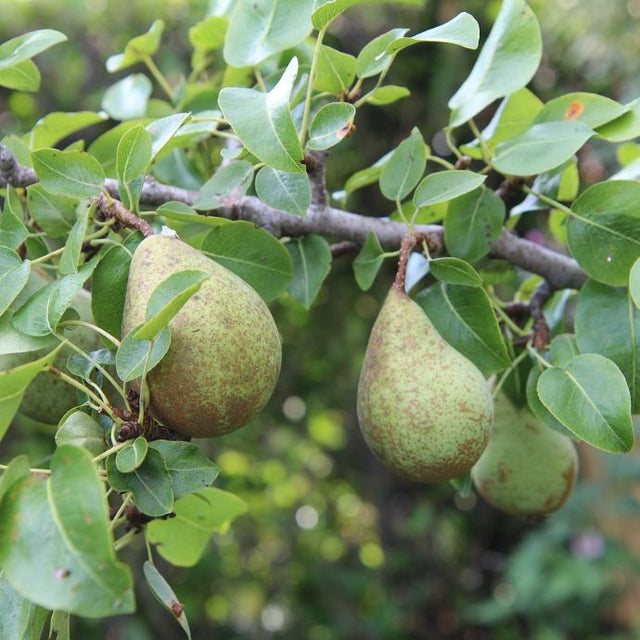 Pears on a branch