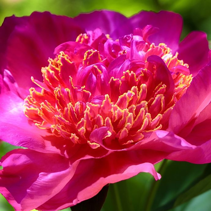 Peony Care Guide