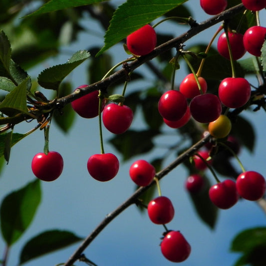red cherries on a cherry tree