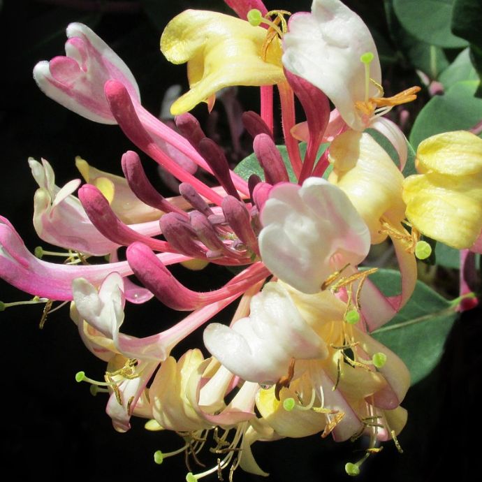 Planting Honeysuckle: The Complete Guide