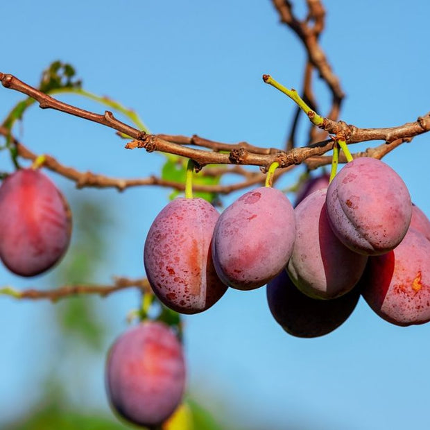 plums on a branch