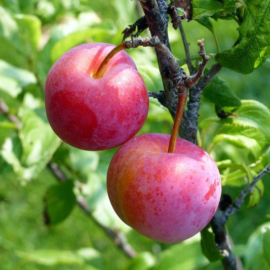 Two plums on a branch