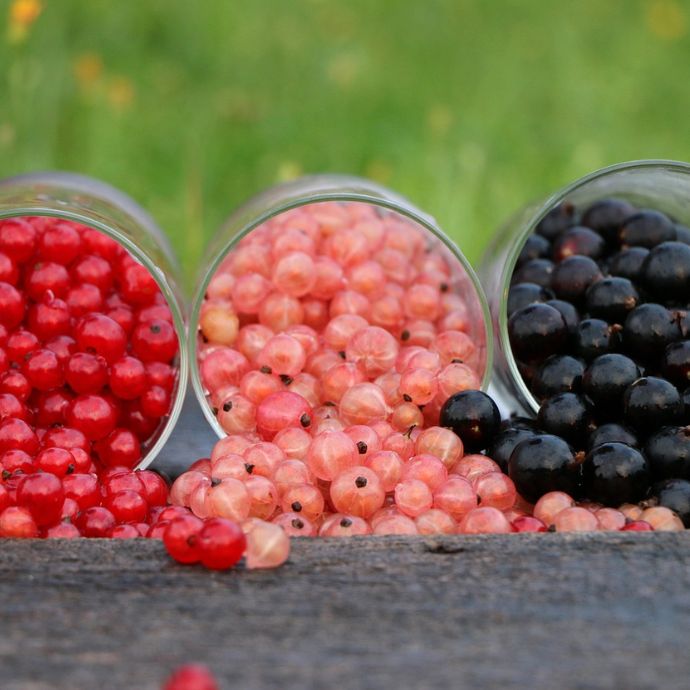 Pruning Blackcurrants, Redcurrants and Whitecurrants: A Complete Guide