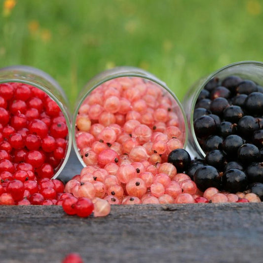 Various currants