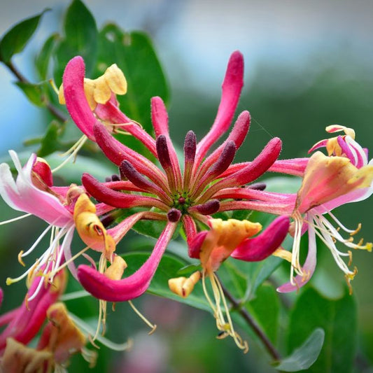 pink honeysuckle flower