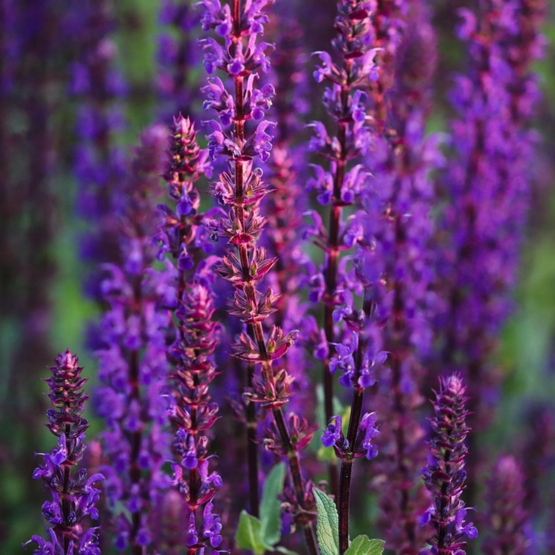 Pruning Salvias: A Complete Guide