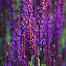 Salvias