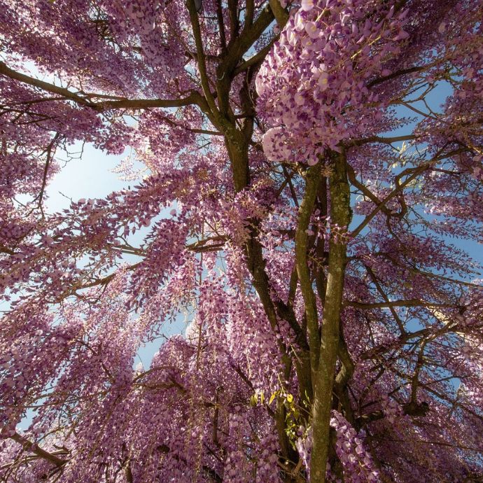 Pruning Wisteria: An Expert Guide