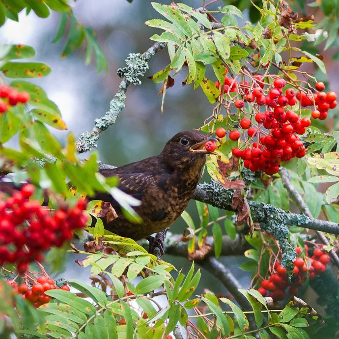 Rowan Tree Problems: Grower’s Care Guide