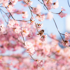 Sakura