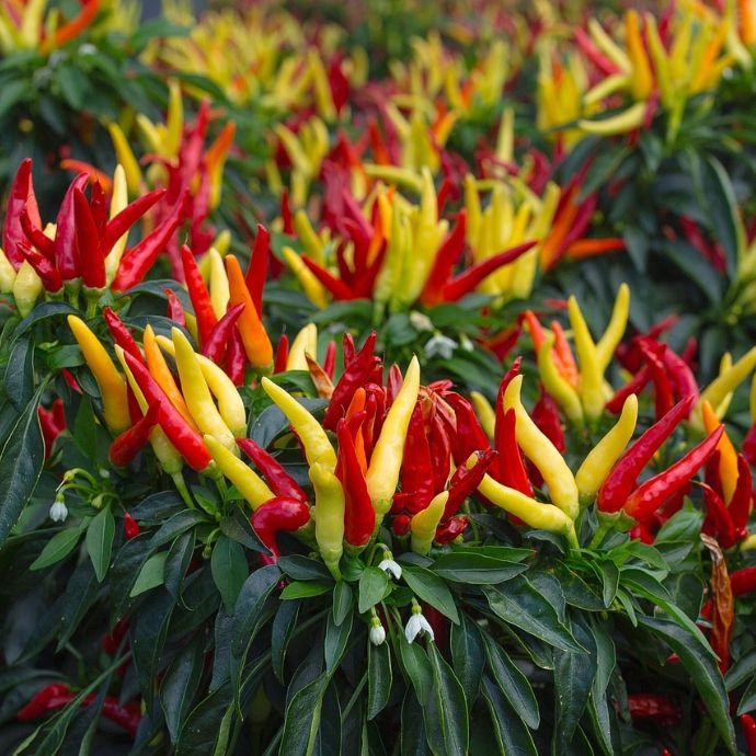 Scoville Scale: The Hottest Chillies You Can Grow
