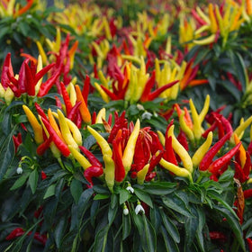 Chilli plant with lots of fruit