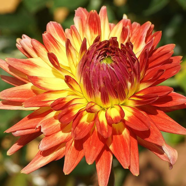 Orange, brown and yellow dahlia