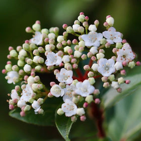Viburnum tinus