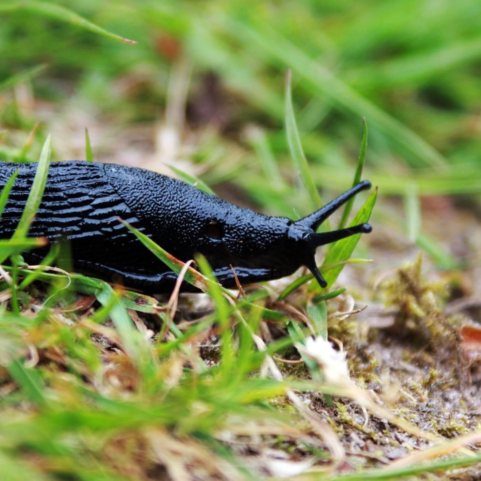 Slug Resistant Plants