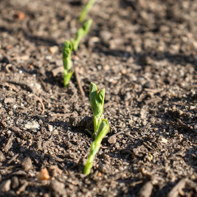 Succession Planting: UK Grower’s Guide