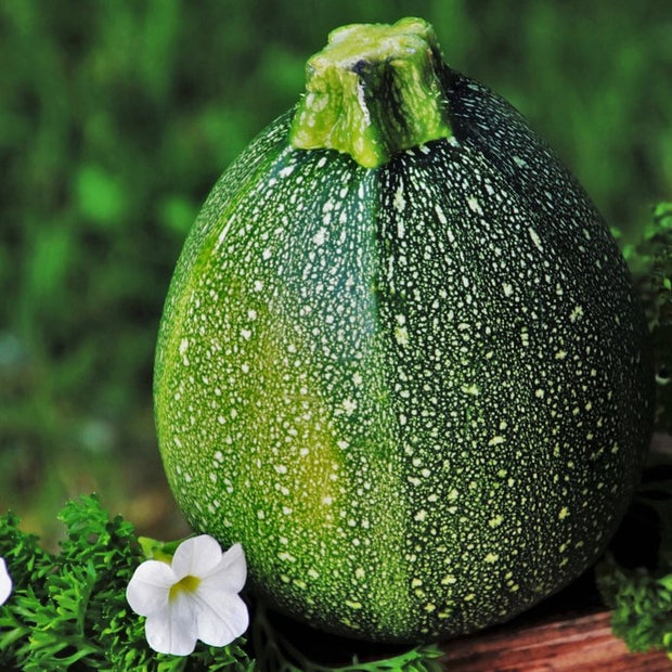 how to grow courgettes