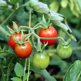 Tomatoes
