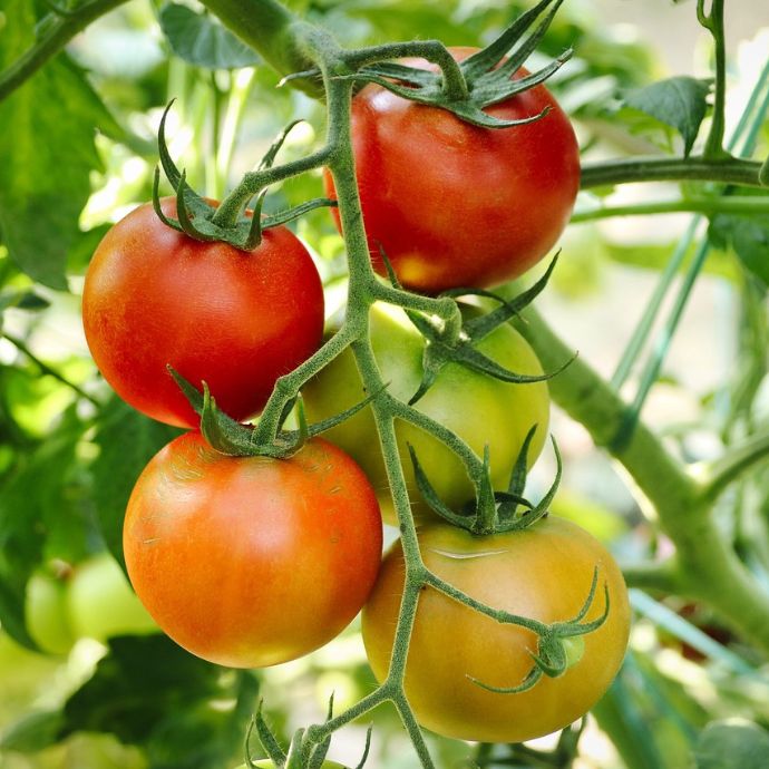Tomatoes Origins: From Deadly to Delicious in 400 Years
