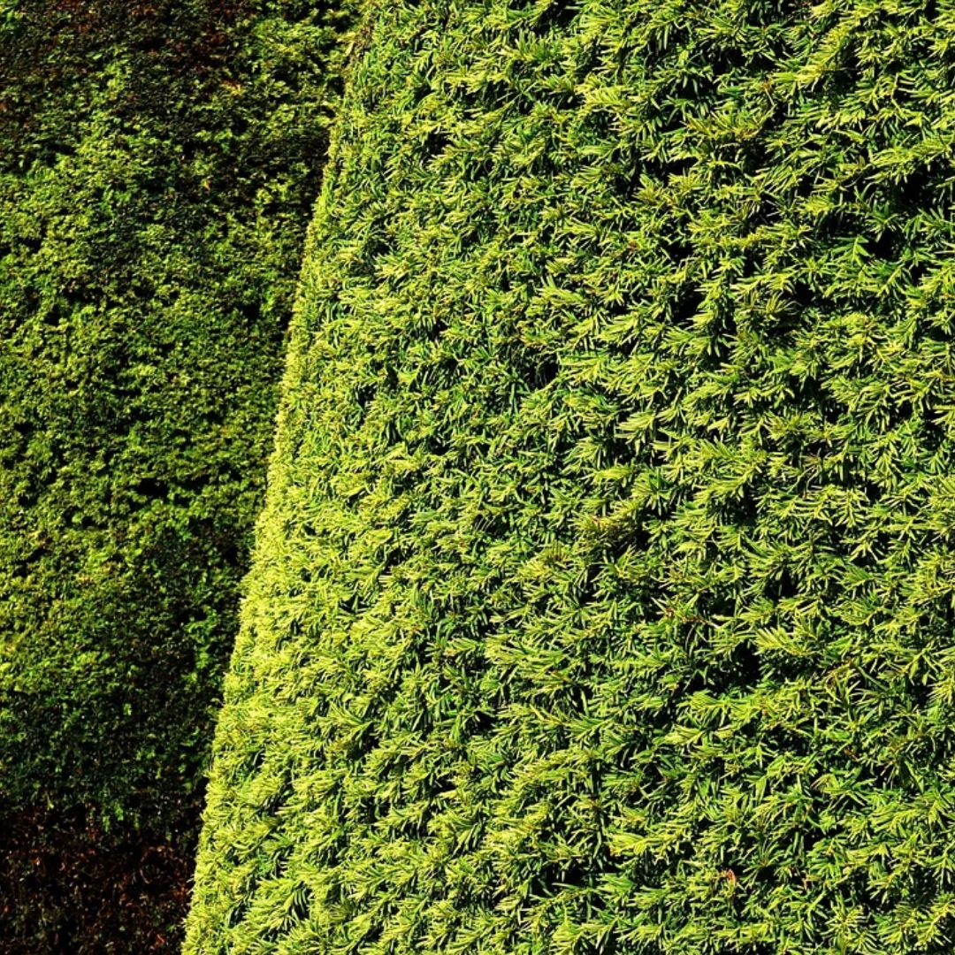Top 5 Hedging Plants for Shade