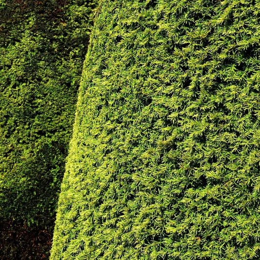 Yew hedge
