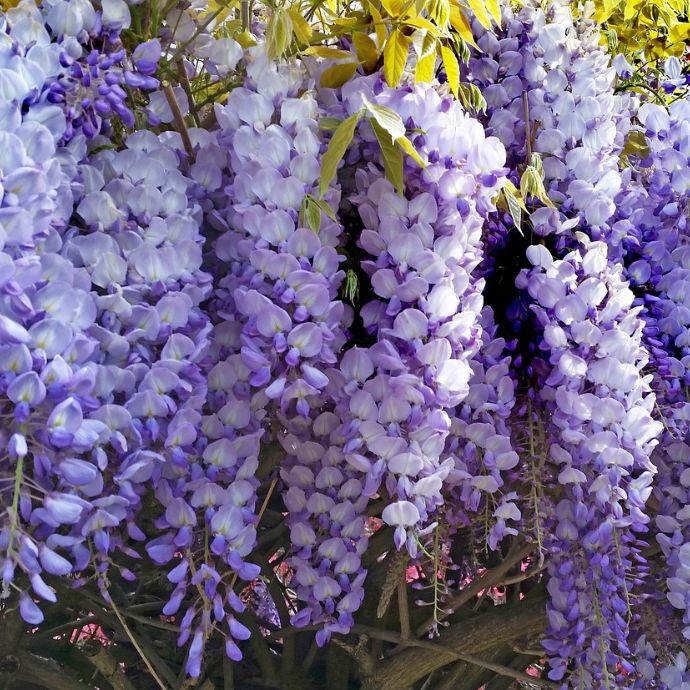 Training Wisteria: The Complete Guide